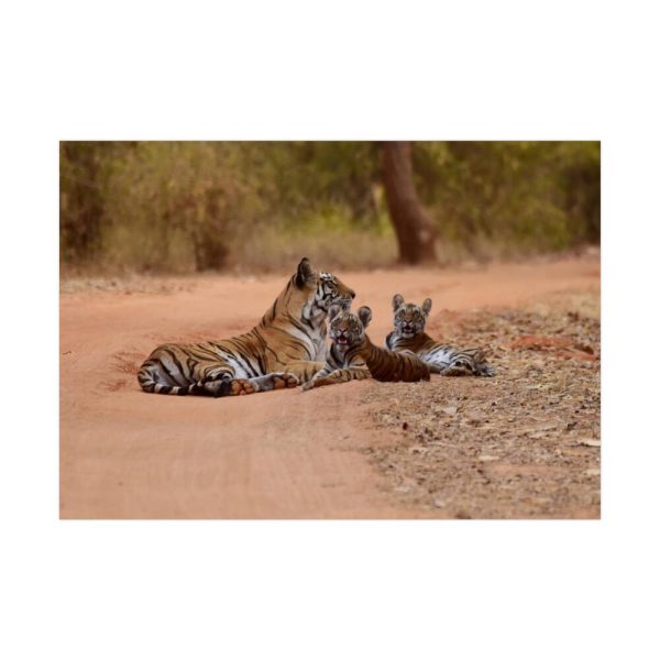 92408-390.jpg Tiger and Cubs on Dusty Road Poster