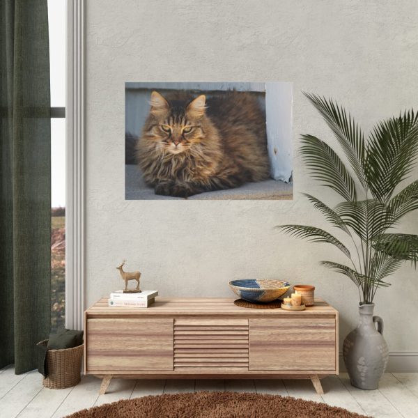 92408-394.jpg Brown Tabby Maine Coon Cat Poster