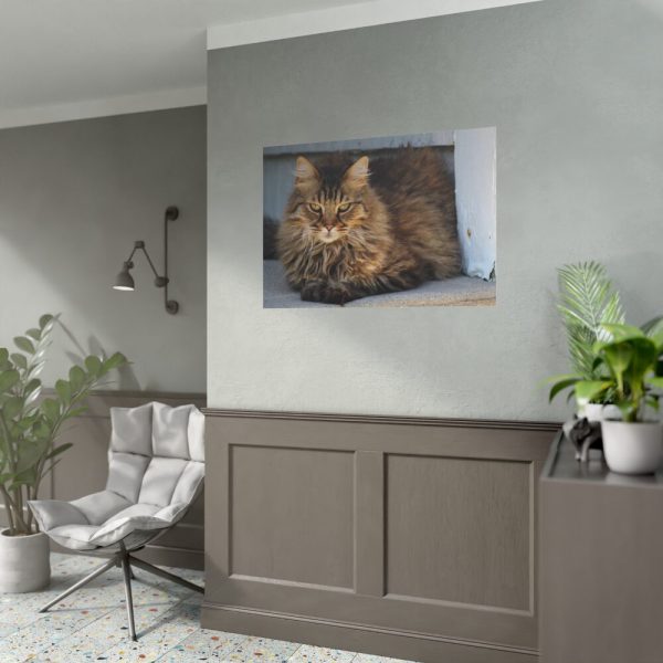 92408-395.jpg Brown Tabby Maine Coon Cat Poster