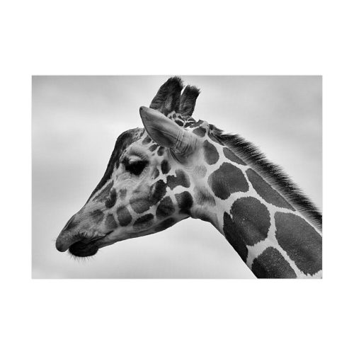 Black-and-White Photo of a Giraffe's Head Poster