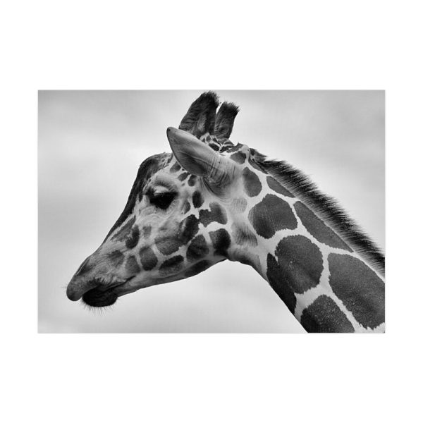 92408-396.jpg Black-and-White Photo of a Giraffe's Head Poster