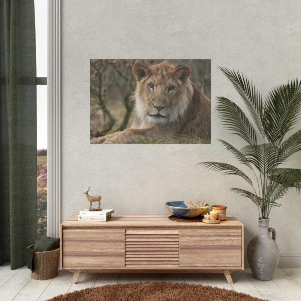 92408-40.jpg Beautiful Male Lion Poster