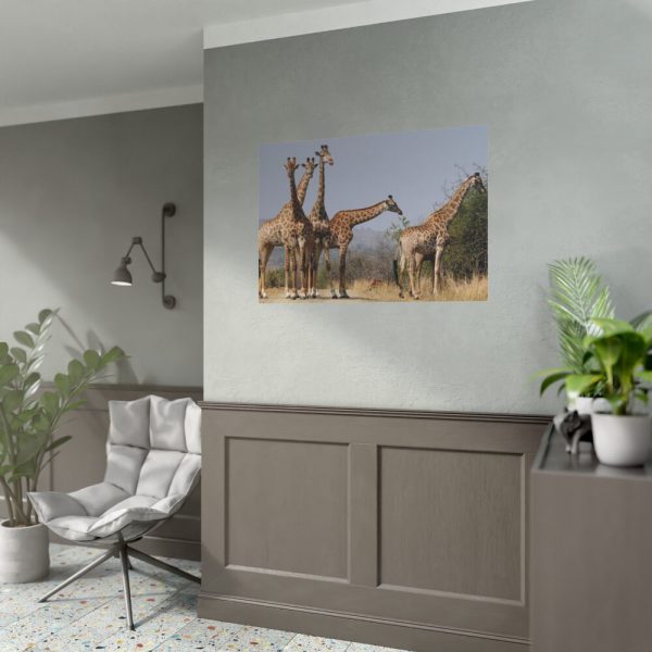 92408-401.jpg Free Giraffes in the Wild Poster