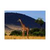 92408-402.jpg Giraffe in Savanna Poster