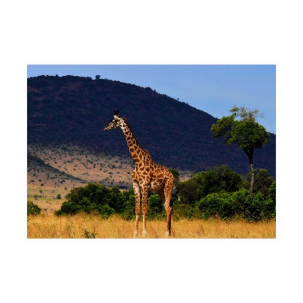 92408-402.jpg Giraffe in Savanna Poster