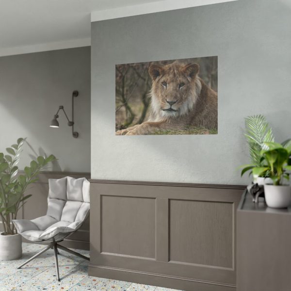92408-41.jpg Beautiful Male Lion Poster