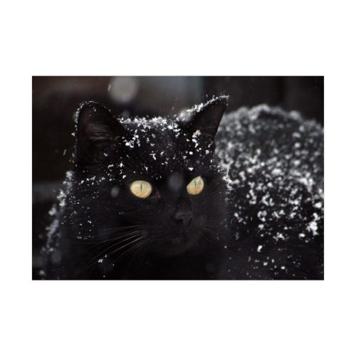 Black Persian Cat Poster
