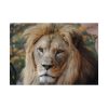 Lion Face Closeup Poster