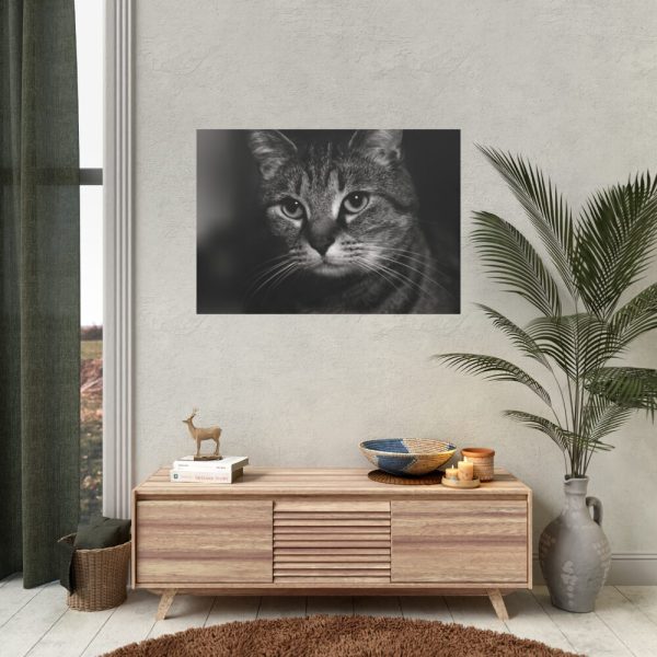 Cute European Shorthair Cat Poster
