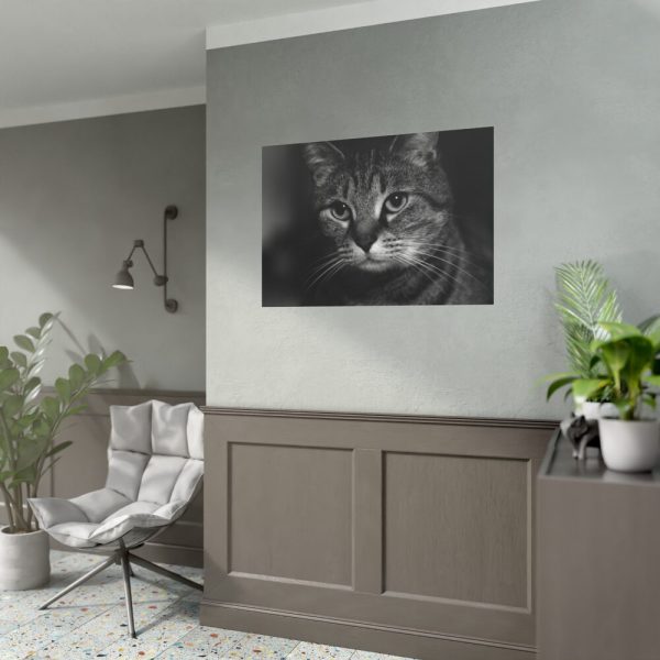 Cute European Shorthair Cat Poster
