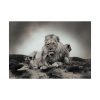 Lion with Cubs Poster