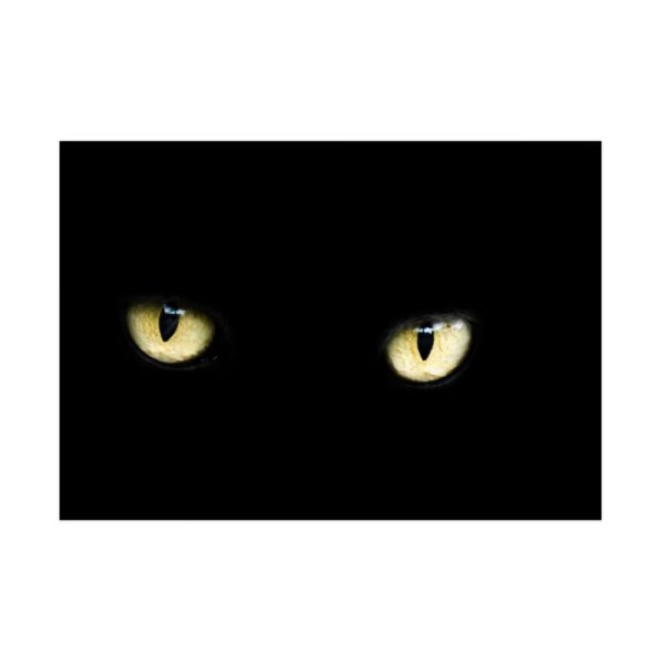 92408-444.jpg Black Bombay Cat Poster