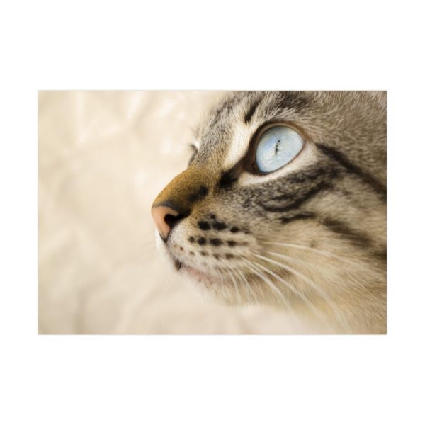 92408-447.jpg Cat with Large Blue Eye Poster