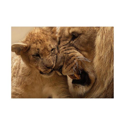 Lion Family Poster