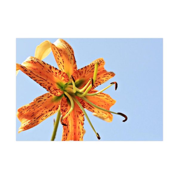 Lily Flower Poster