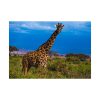 92408-465.jpg Giraffe in the Wild Poster