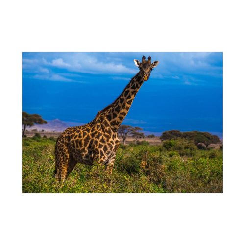 Giraffe in the Wild Poster