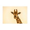 92408-468.jpg A Close up Geoffrey The Giraffe Poster