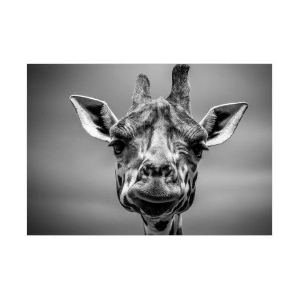 92408-471.jpg Giraffe in Monotone Poster