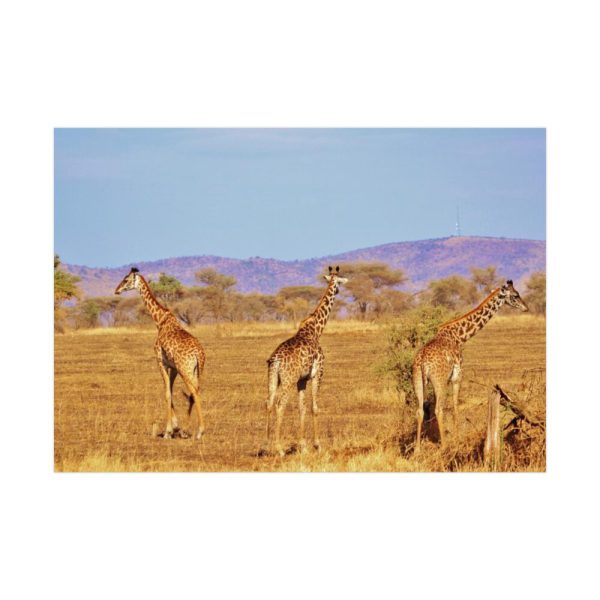 92408-477.jpg Three Giraffe in the Nature Poster