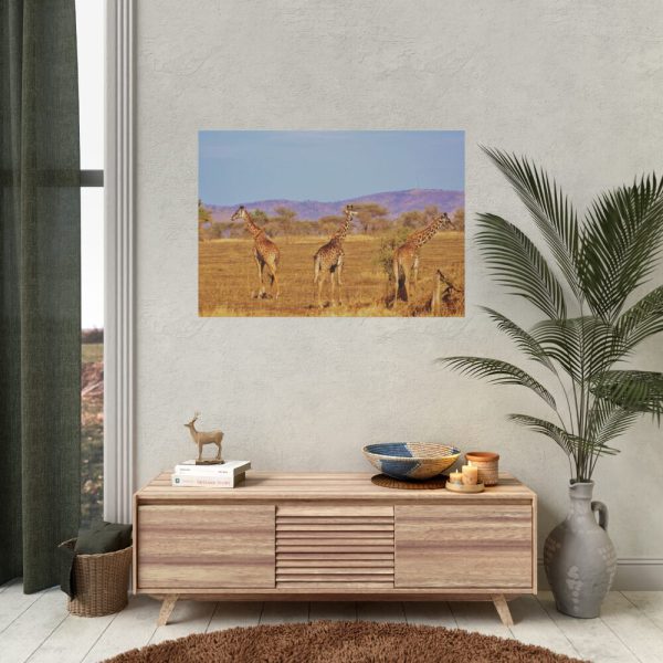 92408-478.jpg Three Giraffe in the Nature Poster