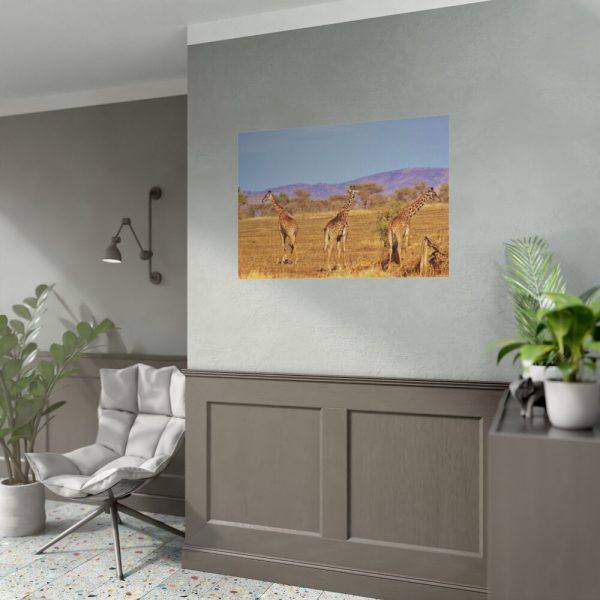 92408-479.jpg Three Giraffe in the Nature Poster
