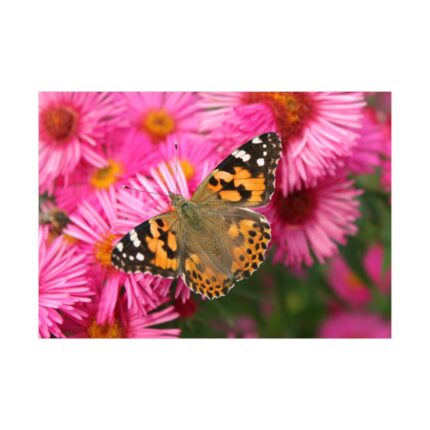 Butterfly on Pink Flower Poster