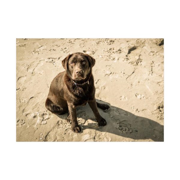 Labrador On the Sand Poster