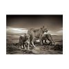 92408-504.jpg Lioness with Cubs Poster