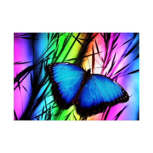 92408-507.jpg Butterfly Blue Insect Poster