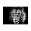 Barbary Lion Face Closeup Poster