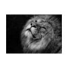 Male Lion Head Closeup Poster