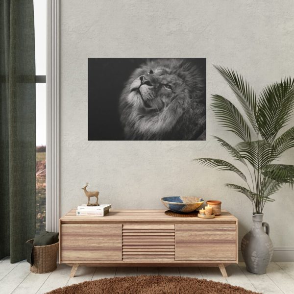 Male Lion Head Closeup Poster