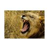 92408-57.jpg Lion Roar Wild Life Poster