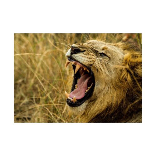 Lion Roar Wild Life Poster