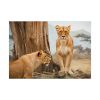Female Lion Poster