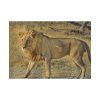 Lion Wild Cat Poster