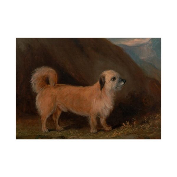 92408-96.jpg A Dandie Dinmont Terrier Poster