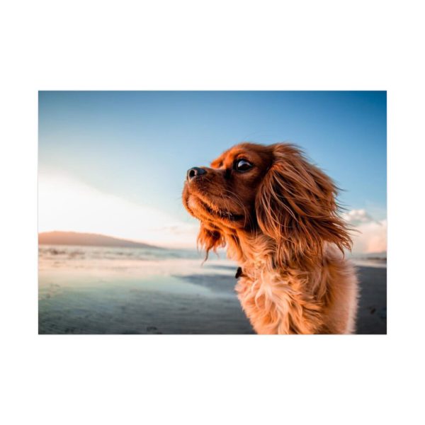 92409-125.jpg Brown Puppy on the Beach Poster