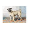 92409-128.jpg Portrait of Edwin Vom Rath’s Pug by Conradijn Cunaeus Poster