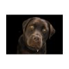 92409-215.jpg Labrador Retriever Poster