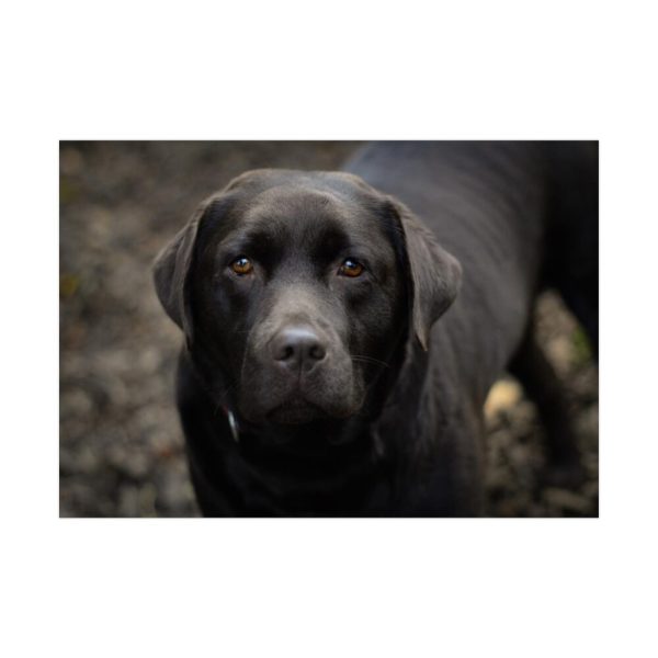 92409-221.jpg Black Labrador Retriever Poster