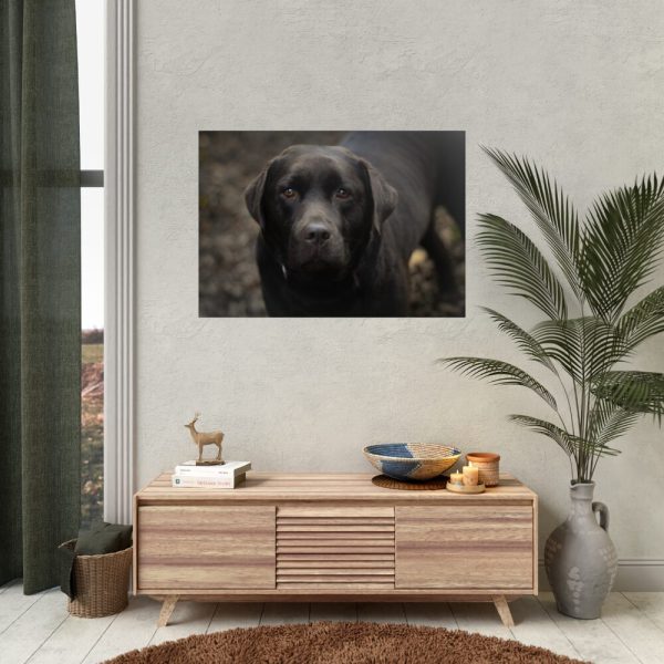 92409-222.jpg Black Labrador Retriever Poster