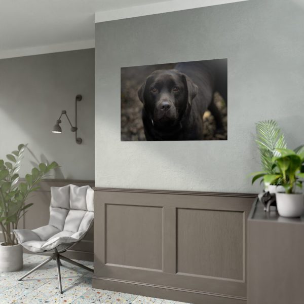 92409-223.jpg Black Labrador Retriever Poster