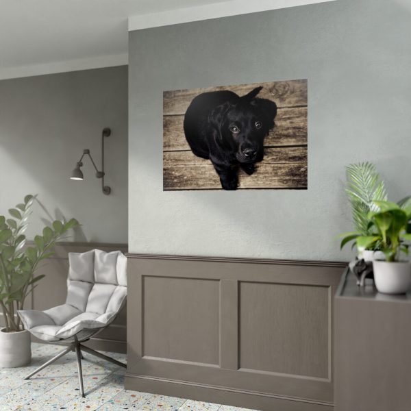 Black Labrador Dog Sitting on Wooden Floor Poster