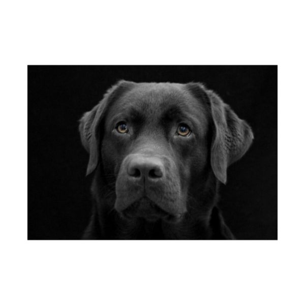 92409-236.jpg Black Dog Face Close Up Poster