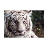 White Bengal Tiger Poster