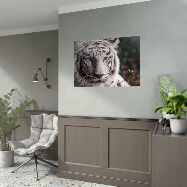 White Bengal Tiger Poster