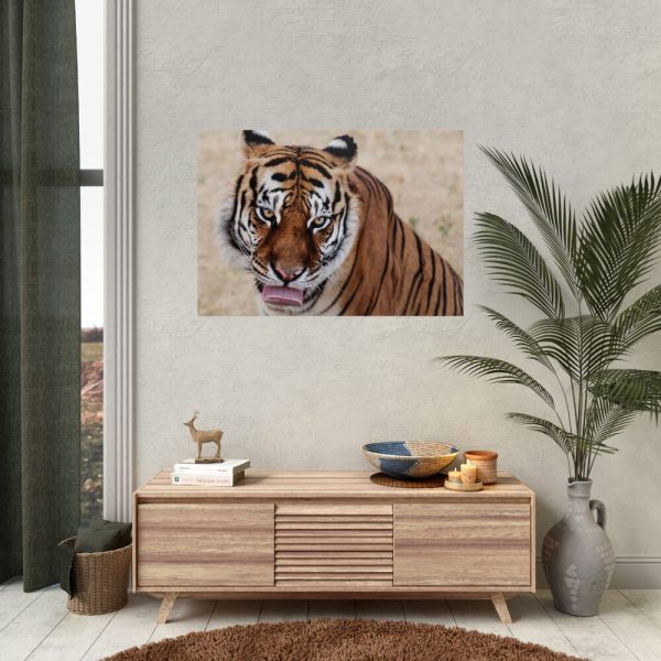 92409-279.jpg Tiger at the Wild Animal Sanctuary Poster