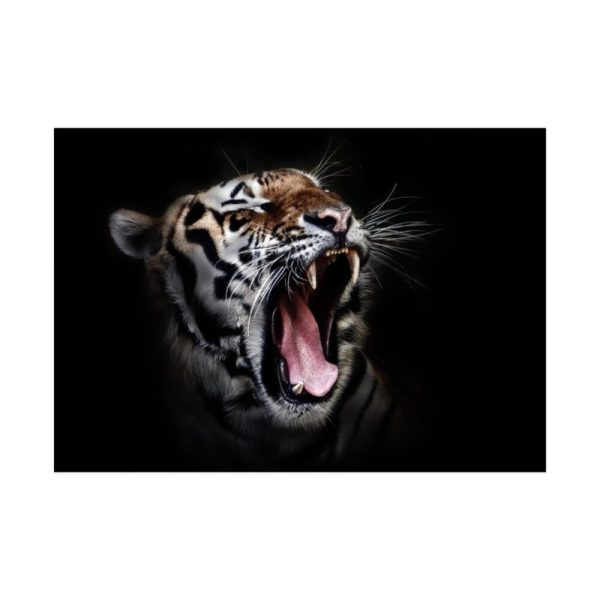 Tiger Face Poster